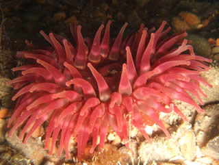 Lifeboat Dahlia Anemone