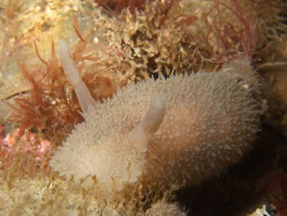 Lifeboat Sea Mouse