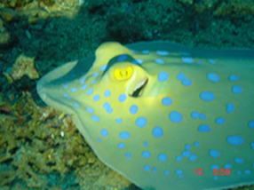 Blue Spotted Ray