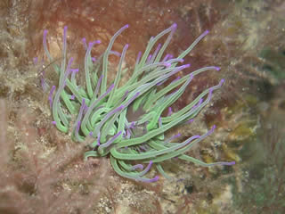 Mulberry Snakelocks Anemone