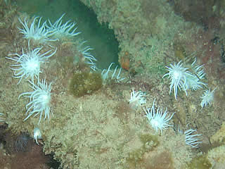 Mulberry White Anemone