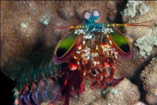 Mantis Shrimp