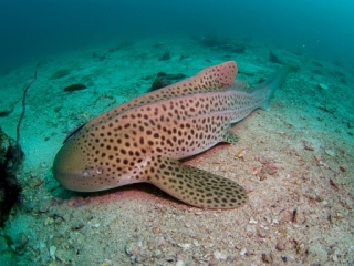 Leopard Shark