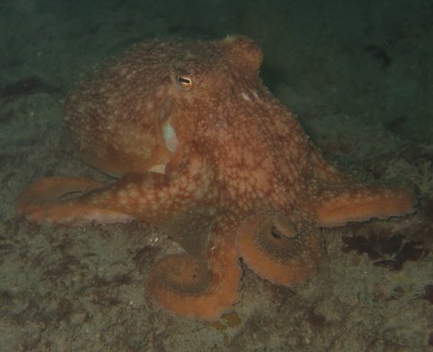Cornish Squid